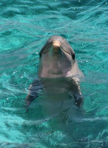 Dolphin photo