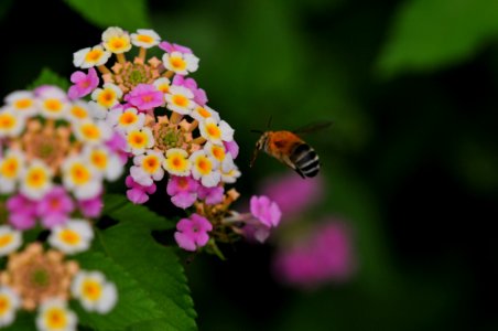花の島構想・生名地区の花「ランタナ」