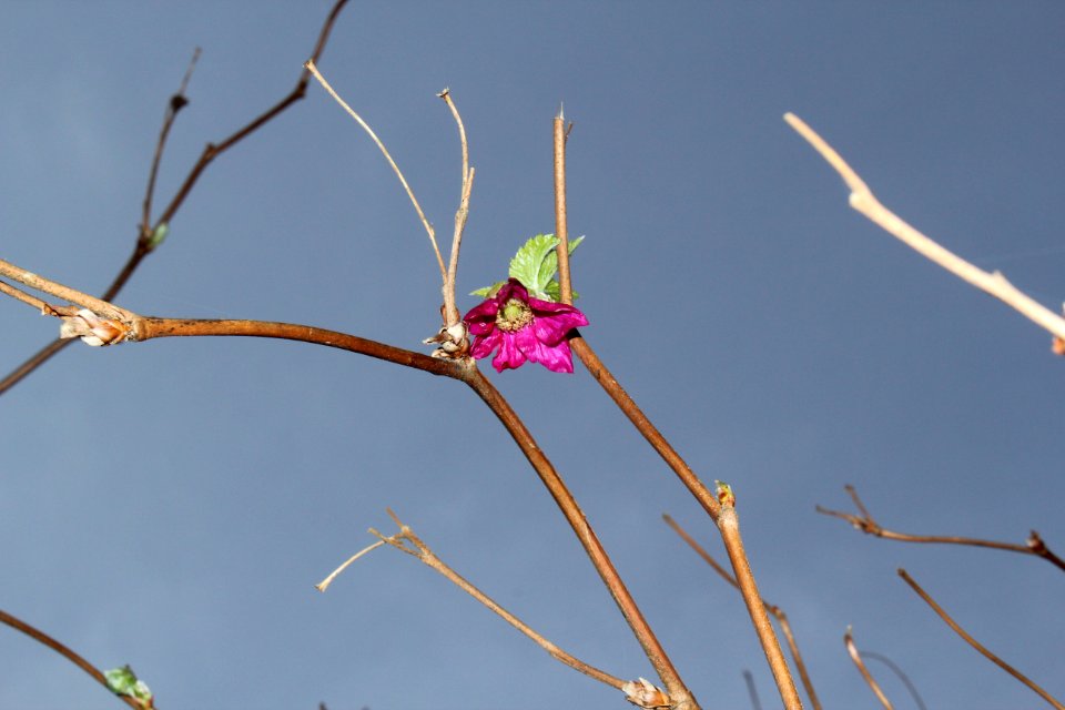 pink flower bud blooming spring coast d archuleta march 04 2015