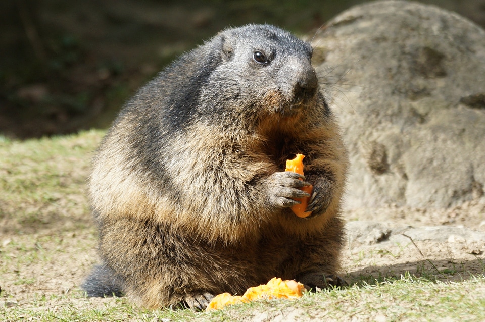 Food close up rodent