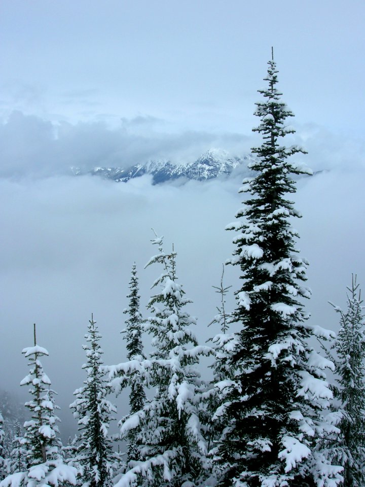 DeerPark PeekofRidge Trees winter scenic BBaccus NPS photo