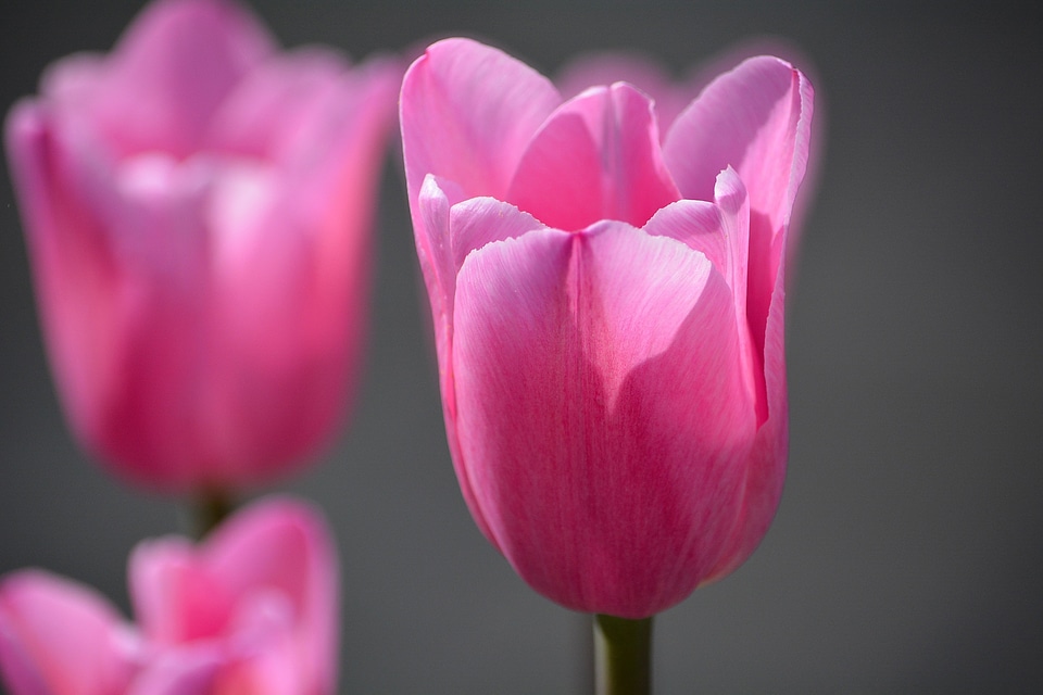 Spring flower schnittblume close up