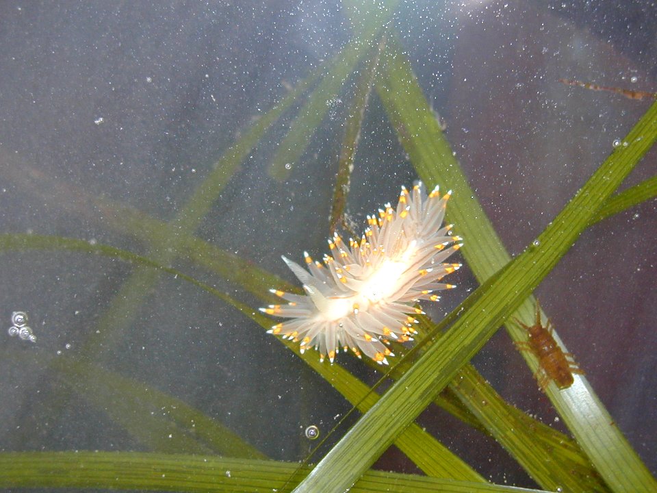H crassicornis nudibranch NPS Photo