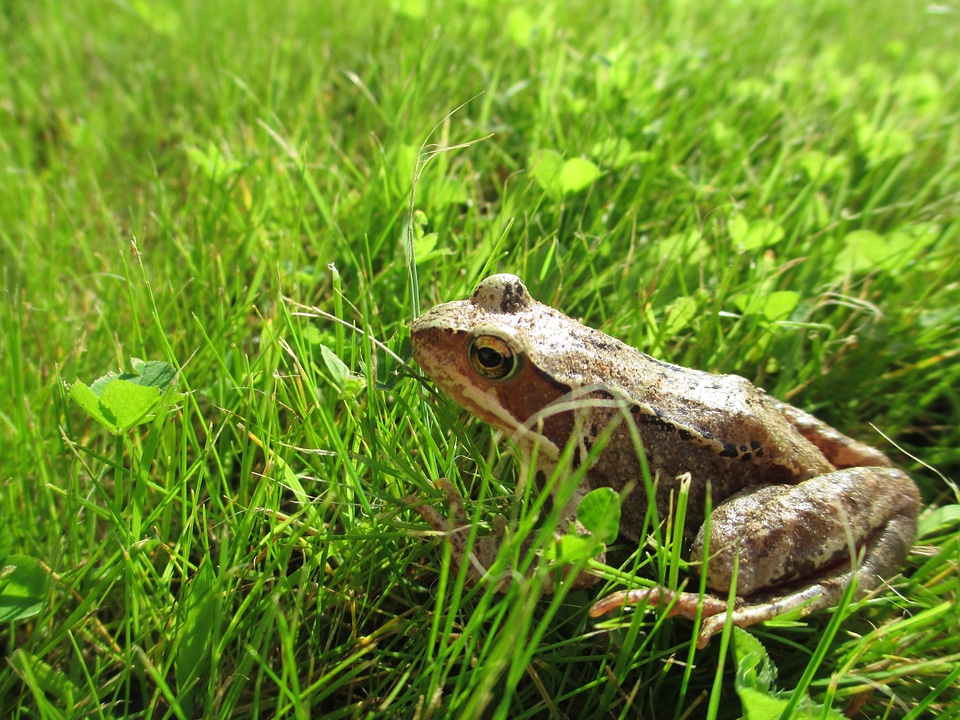 Grass animal amphibian photo