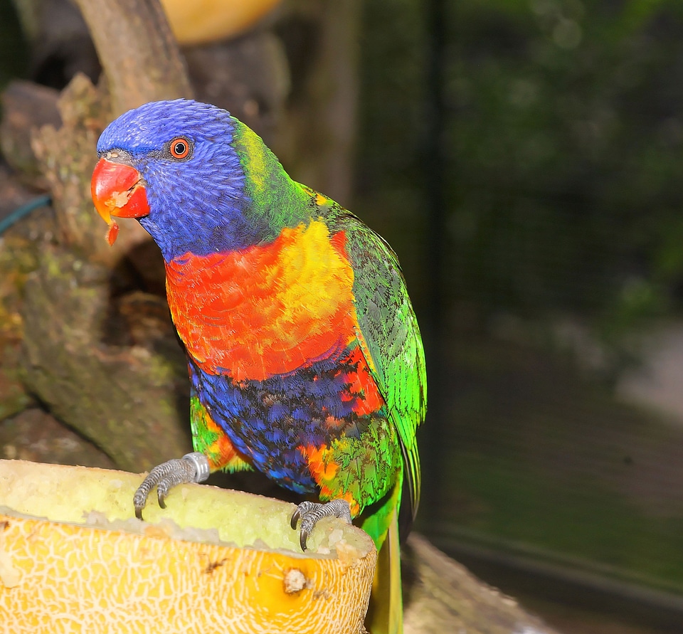 Colorful according to nature