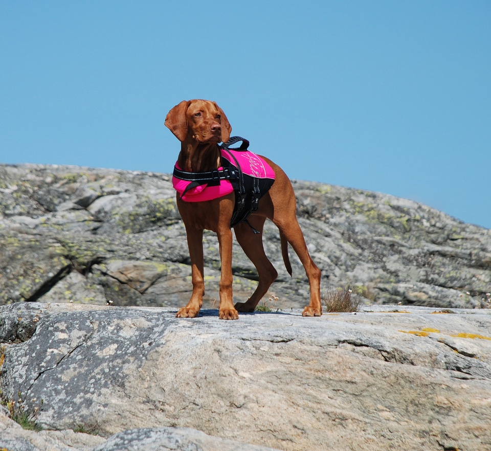 Dog life jacket båthund