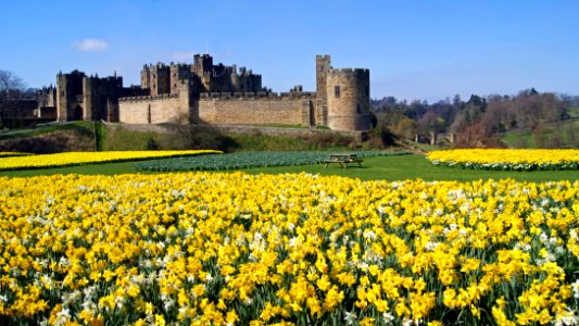 Alnwick Castle Daffodils photo