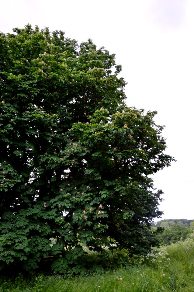 Old oak