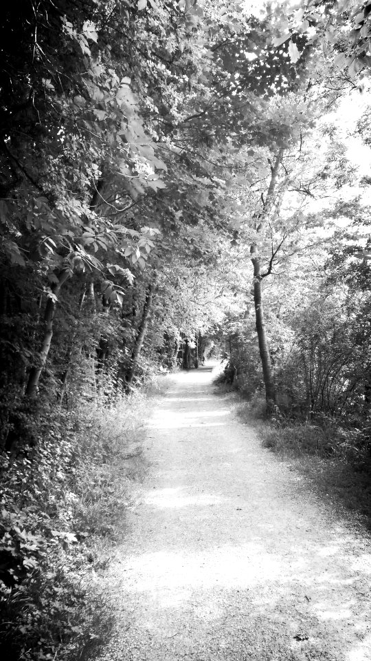 Waldweg dem Rhein entlang, Haldenstein / Chur, Graubünden
