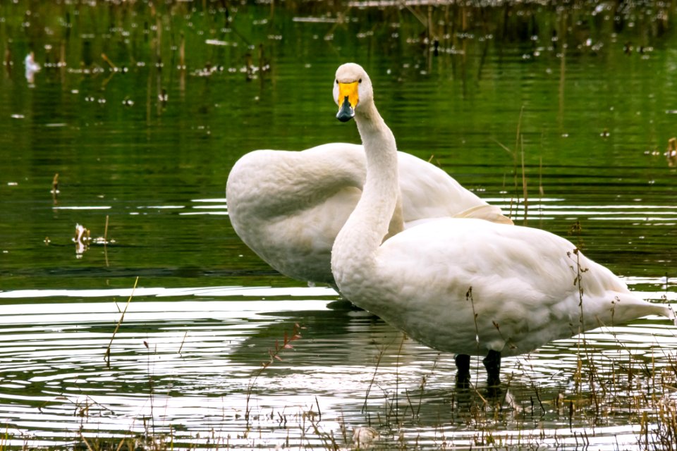 Cygnus cygnus