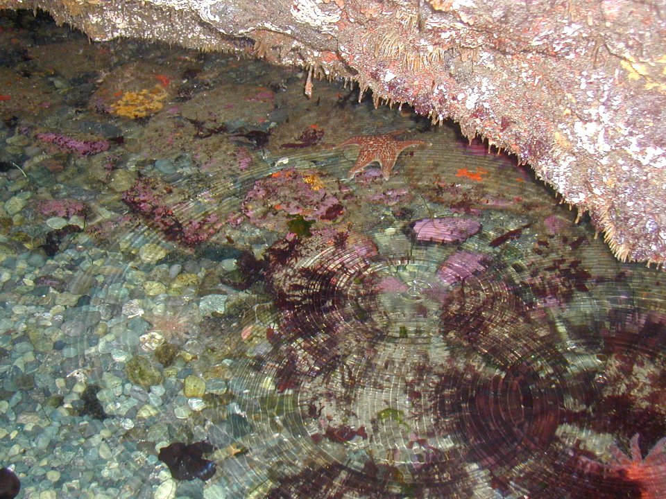 Point Arches seastar starfish tidepool NPS Photo(18)