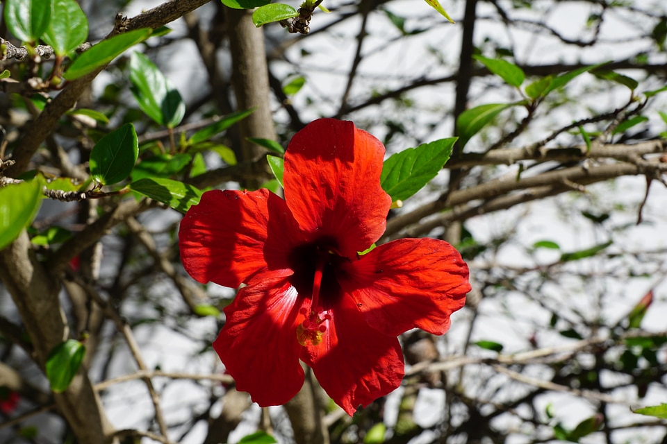 Mallow blossom bloom