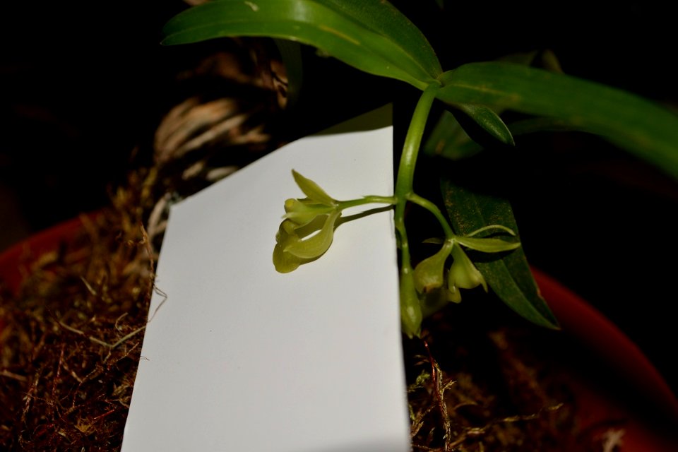 Epidendrum theodori