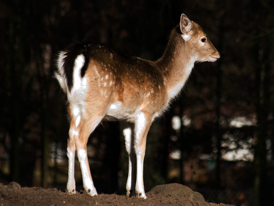 Fallow deer young animal kitz