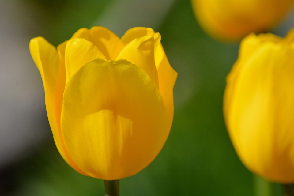 Spring flower schnittblume yellow flower