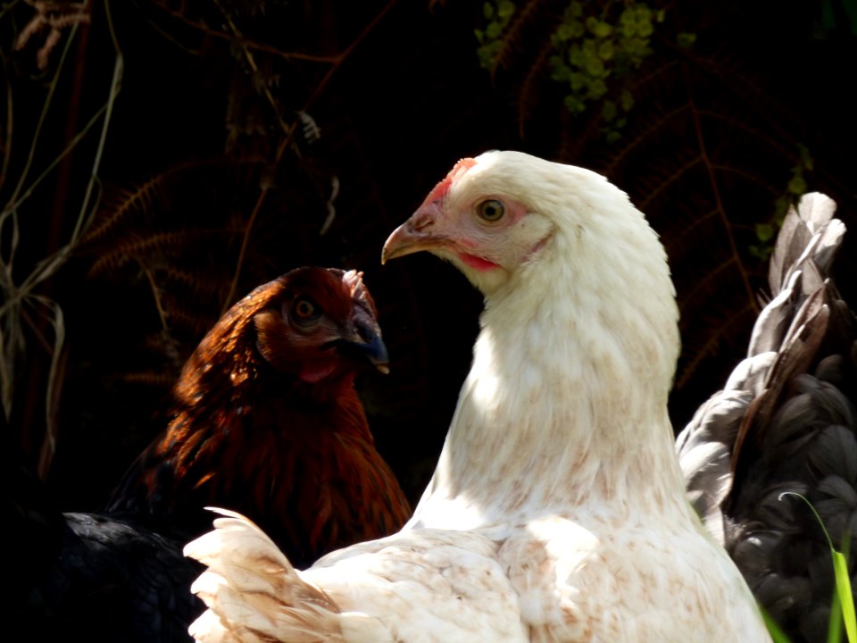 New Chickens