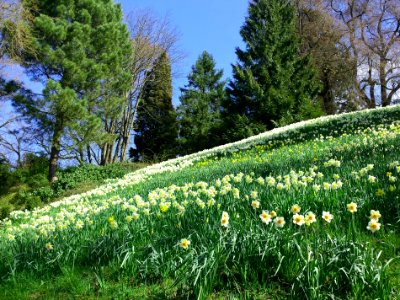 Frühling photo