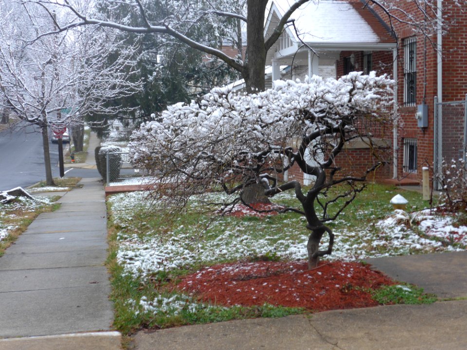 Japanese Maple
