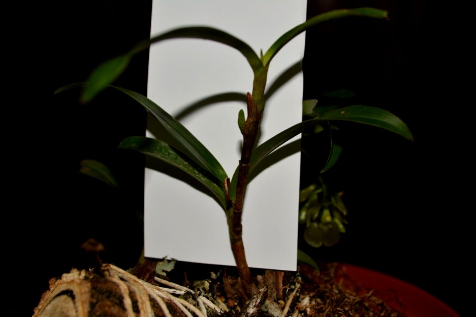 Epidendrum theodori