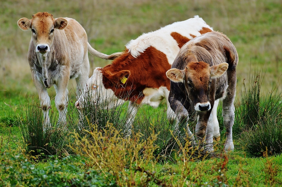 Cute ruminant dairy cattle