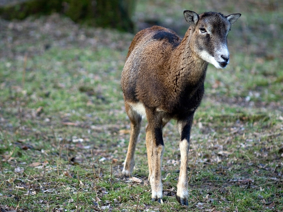 Wild animals female