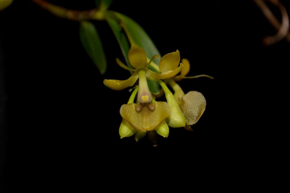Epidendrum sp.