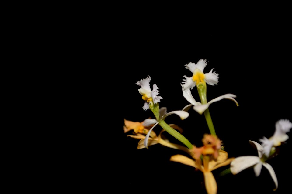 Epidendrum sp.