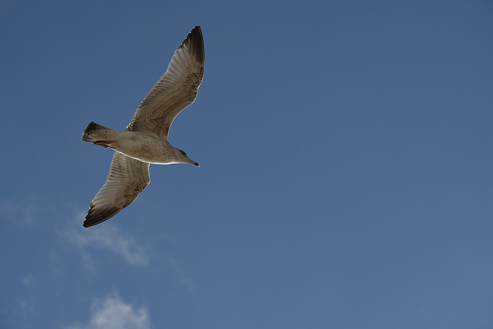 Fauna nature bird flight
