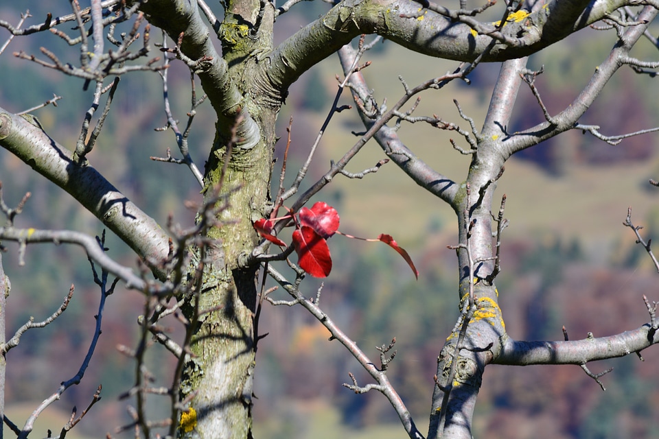 Red autumn fall foliage