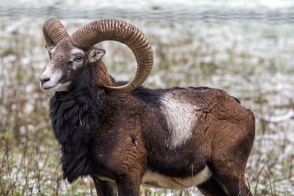 Capricorn wild animals