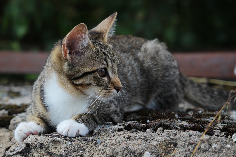 Mackerel mieze domestic cat