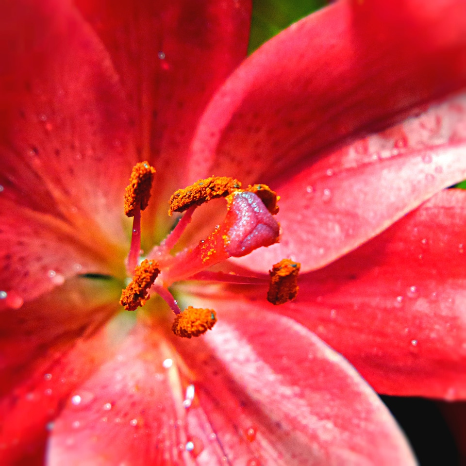 Lily pink flower