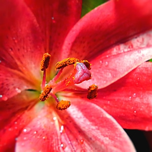 Lily pink flower