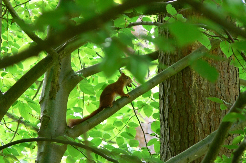 Rodent nature animal