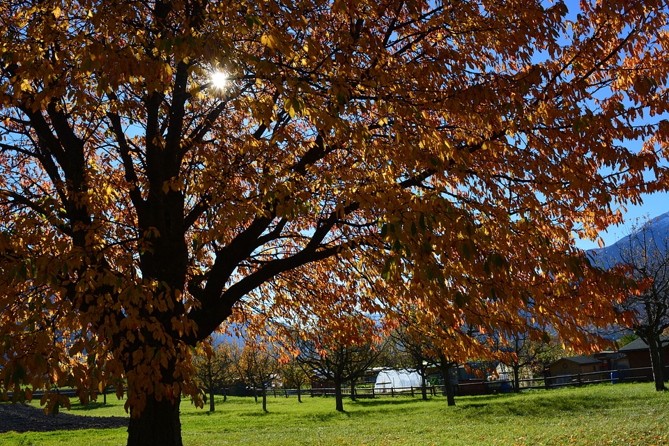 Meadow golden autumn autumn