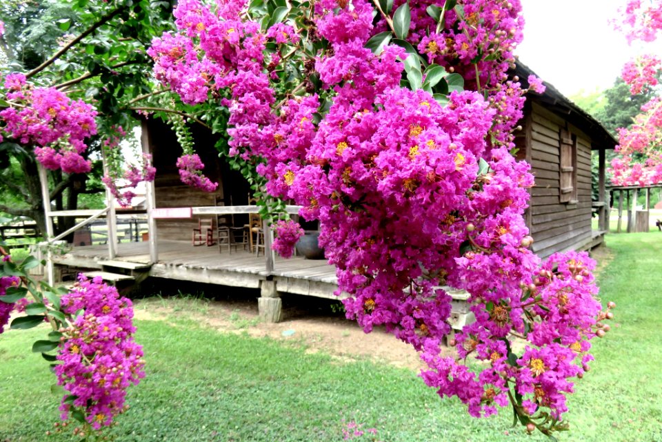 Deep pink-purple crepe myrtle.