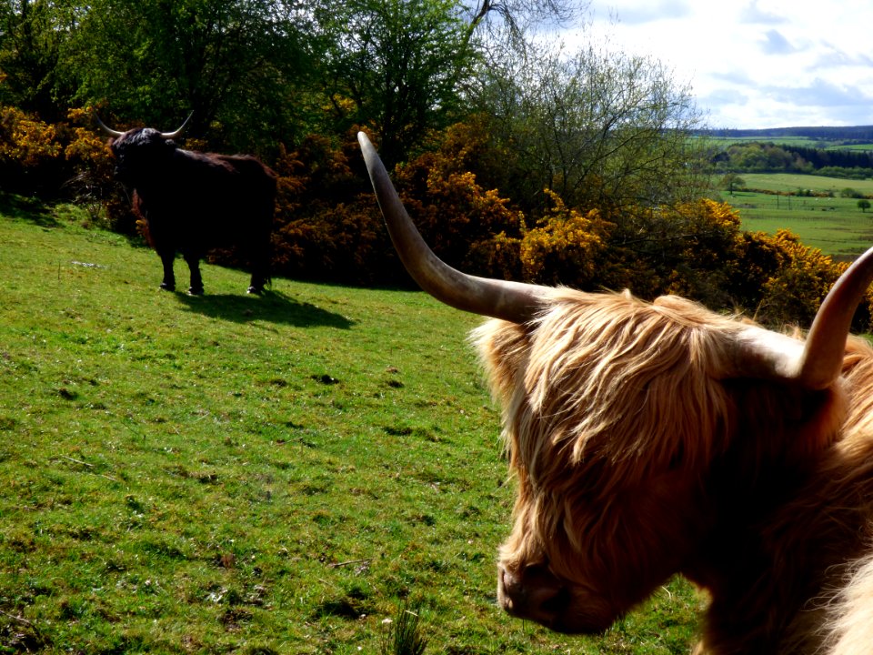 More Highland Cattle....