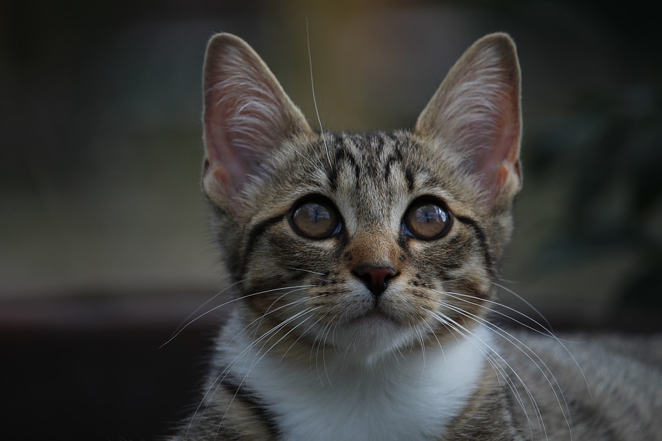 Mackerel kittens domestic cat