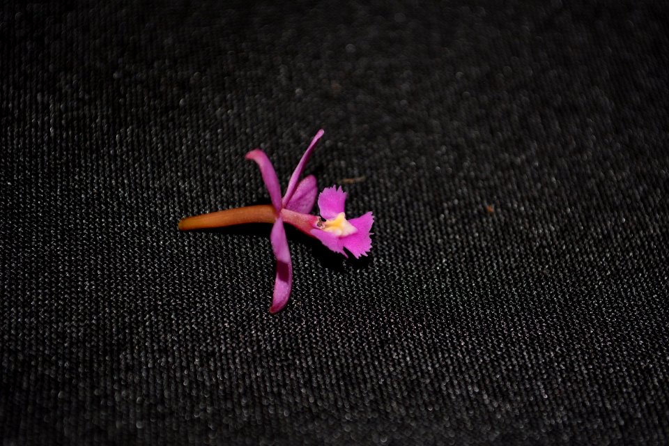 Epidendrum sp.