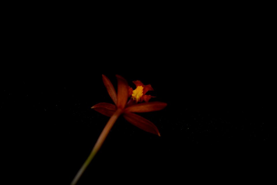Epidendrum sp.