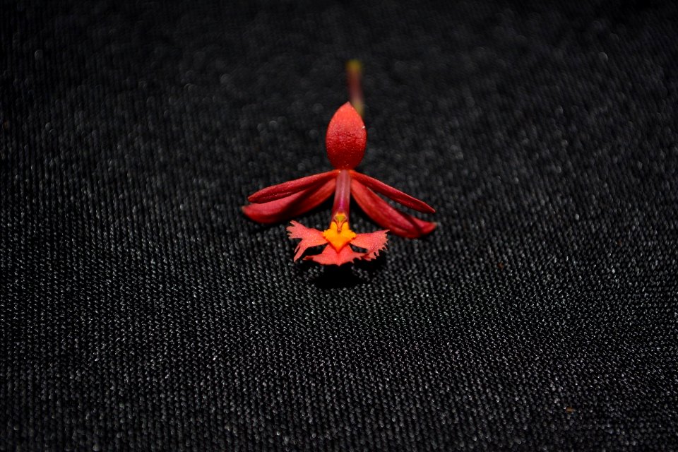 Epidendrum sp.