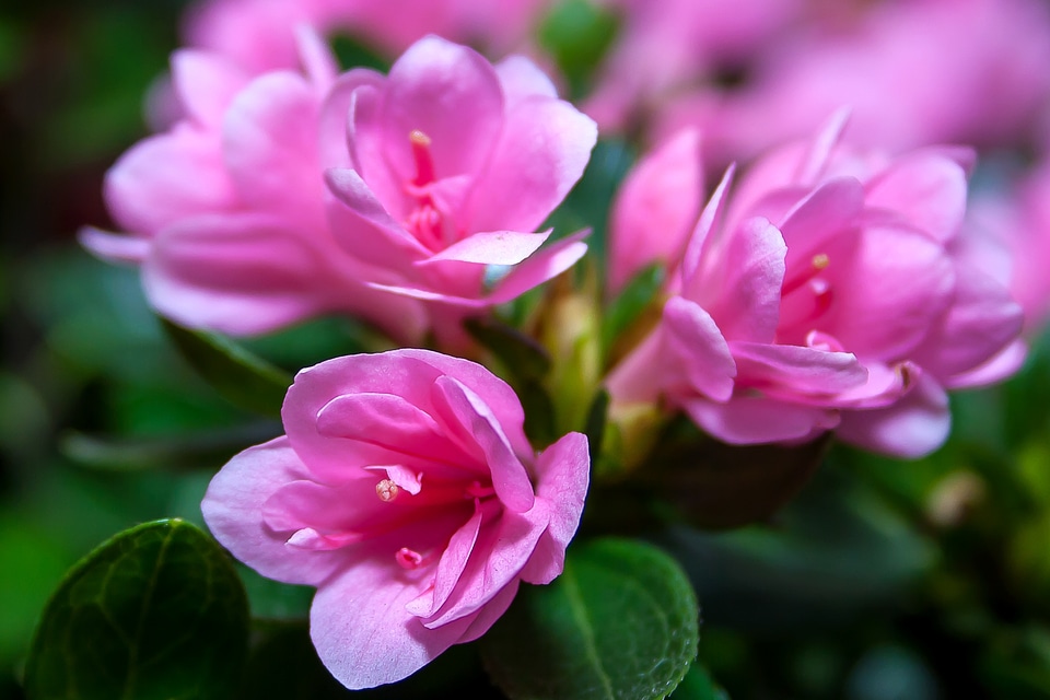 Pink plant flora