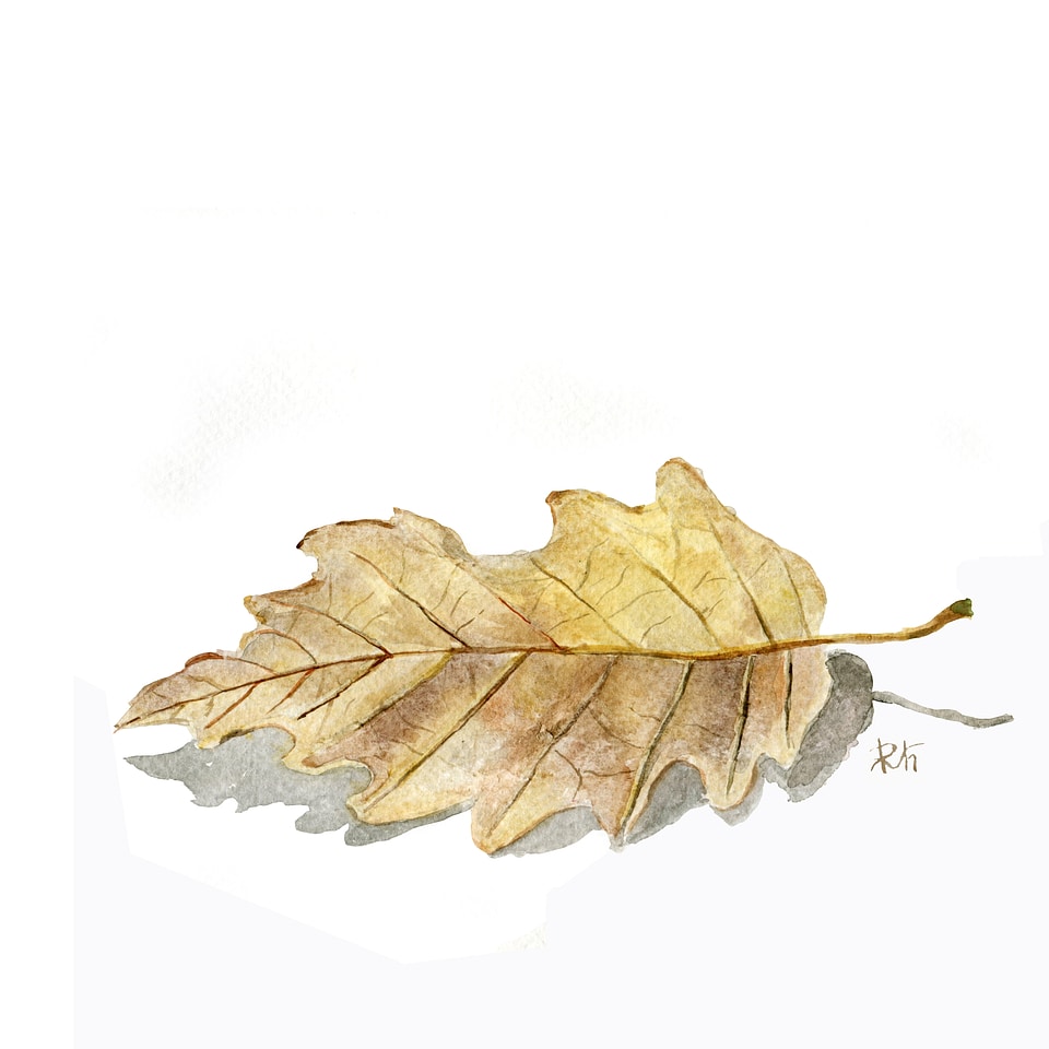 Nature autumn leaves forest