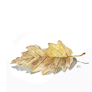 Nature autumn leaves forest