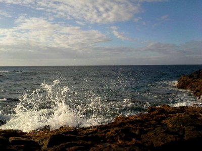 Arona atlántica photo