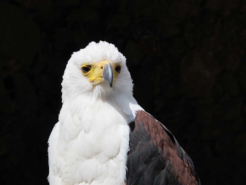 Bird fauna animal