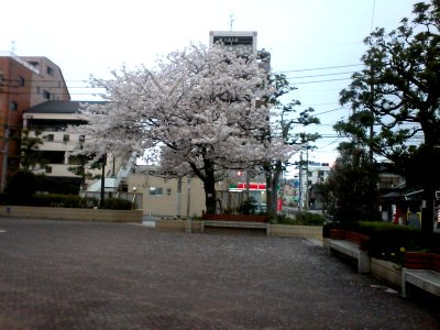 First cherry blossom spotted photo