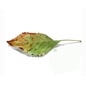 Nature autumn leaves forest