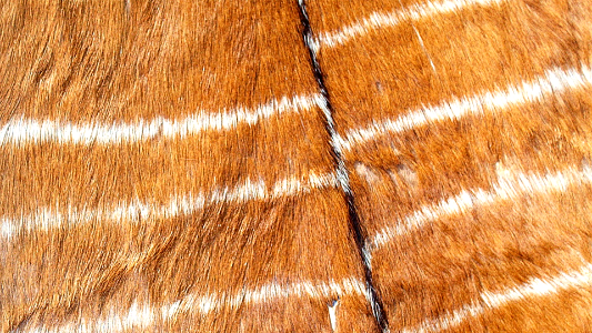 Animal 00109