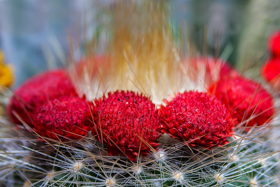 Spur bloom flowers